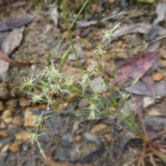 Juncus bufonius at Mongarlowe, NSW - 6 Dec 2022