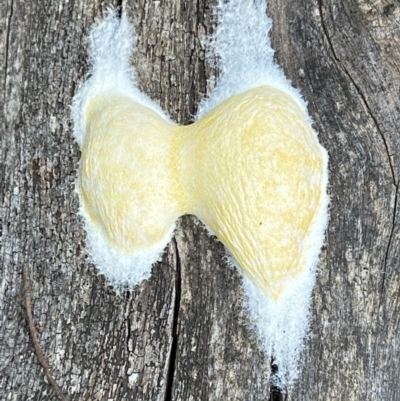 Unidentified Fungus at Namadgi National Park - 6 Dec 2022 by Bugologist