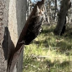 Porela delineata (Lined Porela) at Cotter River, ACT - 6 Dec 2022 by Bugologist