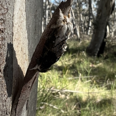 Porela delineata (Lined Porela) at Cotter River, ACT - 7 Dec 2022 by FeralGhostbat