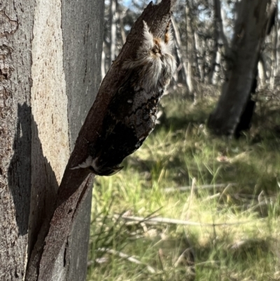 Porela delineata (Lined Porela) at Namadgi National Park - 6 Dec 2022 by Bugologist