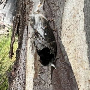 Porela delineata at Cotter River, ACT - 7 Dec 2022