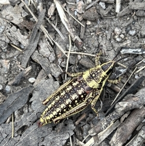 Monistria concinna at Cotter River, ACT - 6 Dec 2022