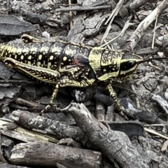 Monistria concinna at Cotter River, ACT - 6 Dec 2022