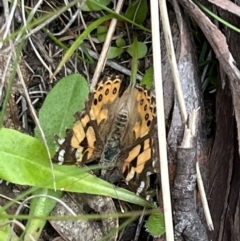 Vanessa kershawi (Australian Painted Lady) at Cotter River, ACT - 6 Dec 2022 by FeralGhostbat