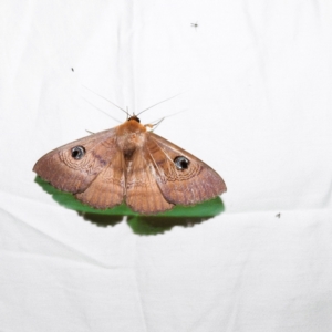 Dasypodia selenophora at Acton, ACT - 6 Dec 2022