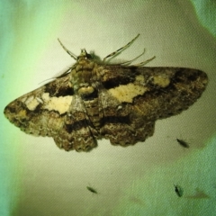 Cleora Illustria (A Geometer moth) at Acton, ACT - 6 Dec 2022 by HelenCross