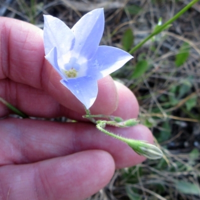 Wahlenbergia stricta subsp. stricta (Tall Bluebell) at Weetangera, ACT - 5 Dec 2022 by sangio7