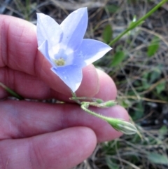 Wahlenbergia stricta subsp. stricta (Tall Bluebell) at Weetangera, ACT - 5 Dec 2022 by sangio7