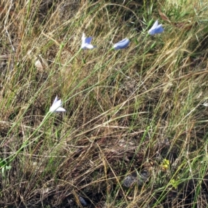 Wahlenbergia stricta subsp. stricta at Weetangera, ACT - 6 Dec 2022