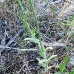 Wahlenbergia stricta subsp. stricta at Weetangera, ACT - 6 Dec 2022