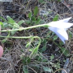 Wahlenbergia stricta subsp. stricta at Weetangera, ACT - 6 Dec 2022