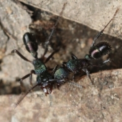 Rhytidoponera metallica (Greenhead ant) at Bruce, ACT - 3 Dec 2022 by amiessmacro