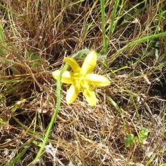 Hypoxis hygrometrica (Golden Weather-grass) at The Pinnacle - 5 Dec 2022 by sangio7