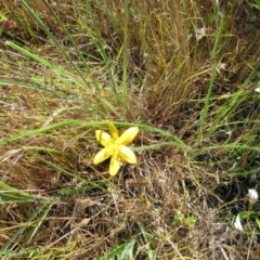 Hypoxis hygrometrica at Weetangera, ACT - 6 Dec 2022