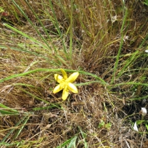 Hypoxis hygrometrica at Weetangera, ACT - 6 Dec 2022