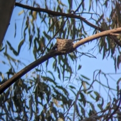 Myiagra rubecula at Baranduda, VIC - 6 Dec 2022 05:52 PM