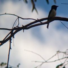 Myiagra rubecula at Baranduda, VIC - 6 Dec 2022 05:52 PM