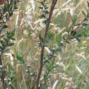 Leptospermum continentale at The Pinnacle - 6 Dec 2022