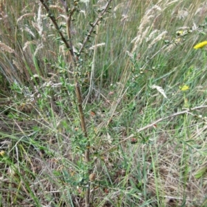 Leptospermum continentale at The Pinnacle - 6 Dec 2022