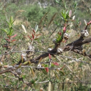 Leptospermum lanigerum at Weetangera, ACT - 6 Dec 2022