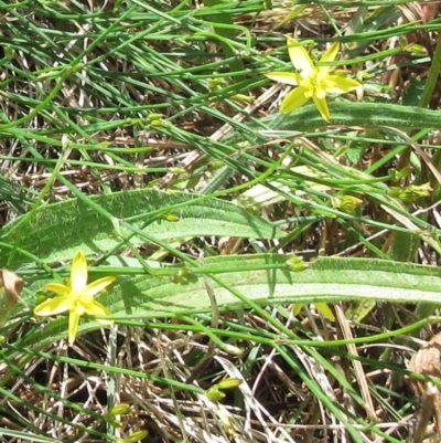Tricoryne elatior (Yellow Rush Lily) at Weetangera, ACT - 6 Dec 2022 by sangio7