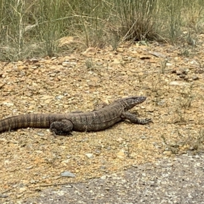 Varanus rosenbergi (Heath or Rosenberg's Monitor) at Mount Majura - 7 Dec 2022 by trevsci