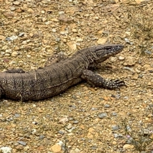 Varanus rosenbergi at Watson, ACT - 7 Dec 2022