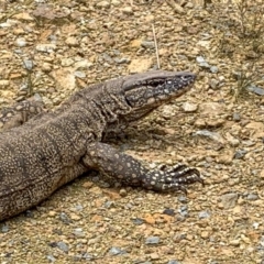 Varanus rosenbergi at Watson, ACT - suppressed