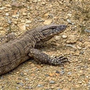 Varanus rosenbergi at Watson, ACT - suppressed