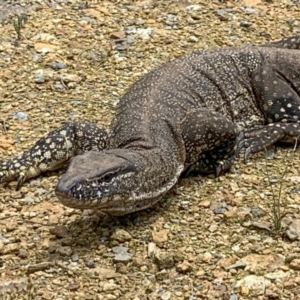 Varanus rosenbergi at Watson, ACT - suppressed