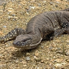 Varanus rosenbergi at Watson, ACT - 7 Dec 2022