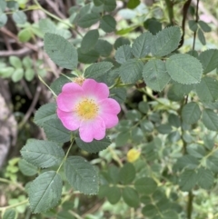 Rosa rubiginosa (Sweet Briar, Eglantine) at Hackett, ACT - 7 Dec 2022 by Boagshoags