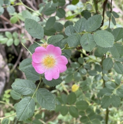 Rosa rubiginosa (Sweet Briar, Eglantine) at Hackett, ACT - 7 Dec 2022 by Boagshoags