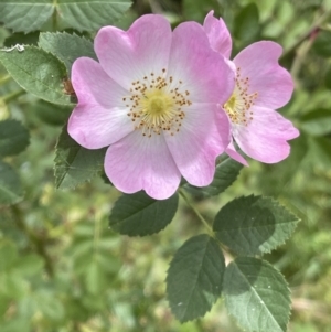 Rosa rubiginosa at Hackett, ACT - 7 Dec 2022 03:10 PM