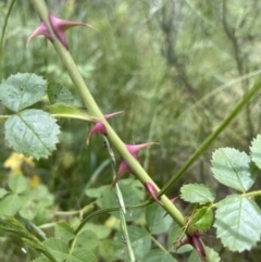 Rosa rubiginosa at Hackett, ACT - 7 Dec 2022 03:10 PM