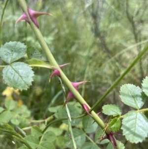 Rosa rubiginosa at Hackett, ACT - 7 Dec 2022