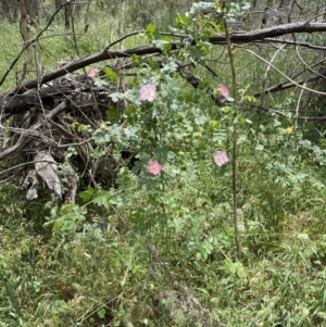 Rosa rubiginosa at Hackett, ACT - 7 Dec 2022 03:10 PM