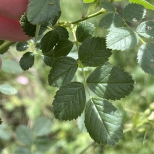 Rosa rubiginosa at Hackett, ACT - 7 Dec 2022