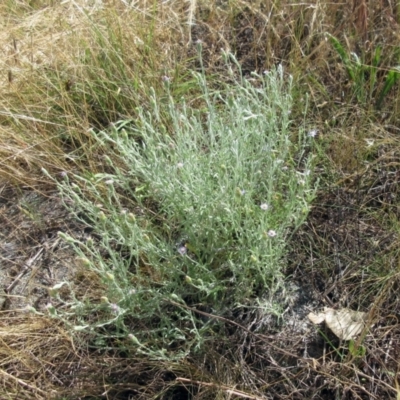 Vittadinia gracilis (New Holland Daisy) at The Pinnacle - 5 Dec 2022 by sangio7