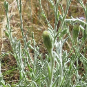 Vittadinia gracilis at Weetangera, ACT - 6 Dec 2022