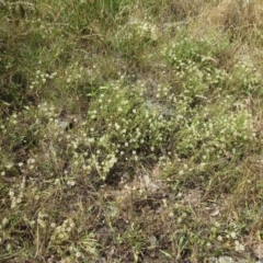 Vittadinia cuneata (Fuzzweed, New Holland Daisy) at The Pinnacle - 6 Dec 2022 by sangio7