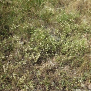 Vittadinia cuneata (Fuzzweed, New Holland daisy) at Weetangera, ACT by sangio7