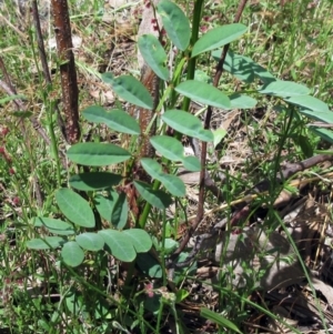 Indigofera australis subsp. australis at Weetangera, ACT - 6 Dec 2022