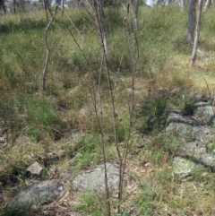 Indigofera australis subsp. australis at Weetangera, ACT - 6 Dec 2022 02:47 PM