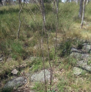 Indigofera australis subsp. australis at Weetangera, ACT - 6 Dec 2022