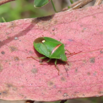 Ocirrhoe unimaculata (Green Stink Bug) at Block 402 - 7 Dec 2022 by MatthewFrawley