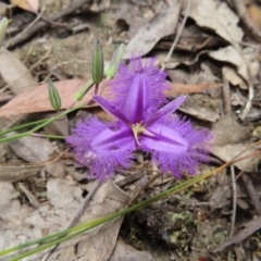 Thysanotus tuberosus subsp. tuberosus (Common Fringe-lily) at Piney Ridge - 7 Dec 2022 by MatthewFrawley