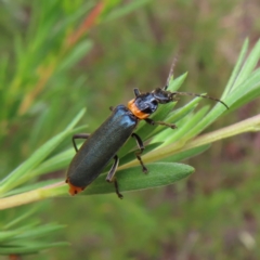 Chauliognathus lugubris (Plague Soldier Beetle) at Piney Ridge - 7 Dec 2022 by MatthewFrawley