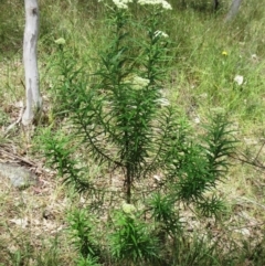 Cassinia longifolia at Weetangera, ACT - 6 Dec 2022